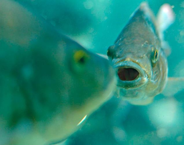 pozee - la-pescuit.jpg